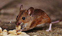 24 Hour & Emergency Exterminators in Gasburg, VA